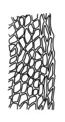 Fissidens taylorii var. taylorii , laminal cells, margin of vaginant lamina (leaf from sterile plant). Drawn from J.D. Lovis, s.n., Sep. 1985, AK 284387.
 Image: R.C. Wagstaff © Landcare Research 2014 